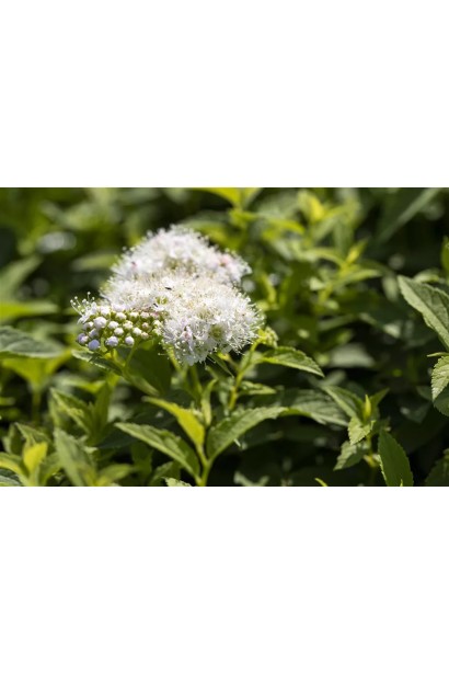 Альбіфлора — прикраса для будь-якого ландшафту.